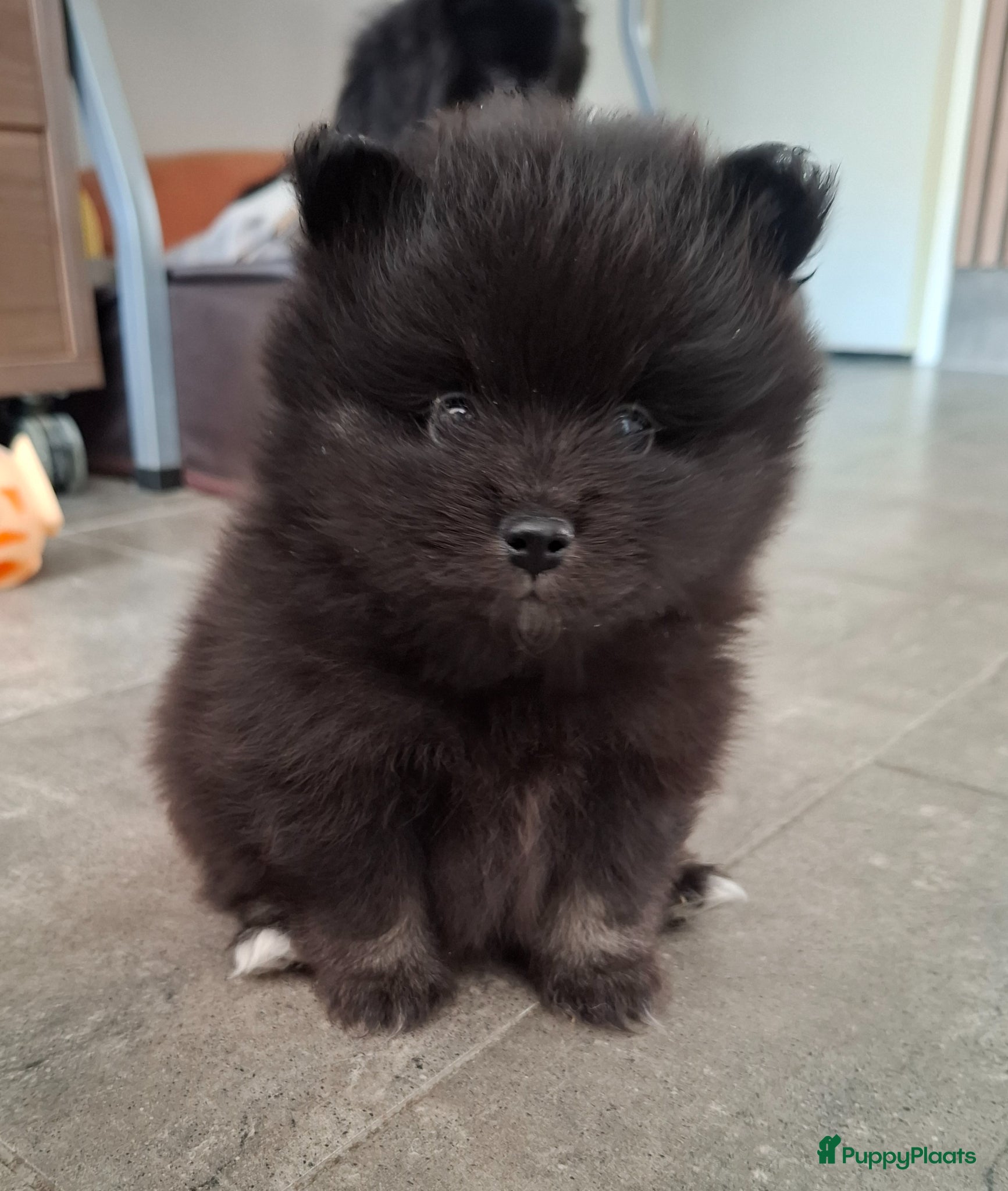 Pomeriaan honden Dwergkees nog 1 reutje - Advertentie 1