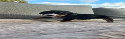 Grote Zwitserse Sennenhond honden te koop: Prachtige grote zwitserse sennenhond stamboek - Advertentie 13