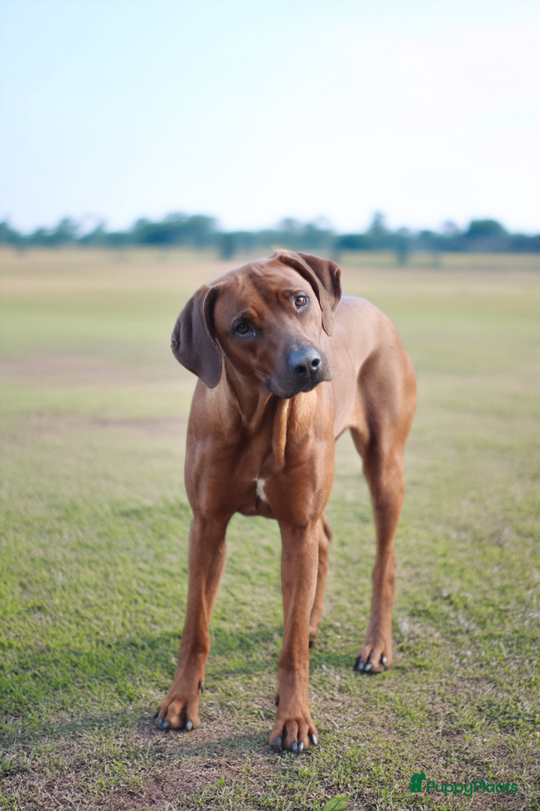Rhodesian Ridgeback honden te koop: Rhodesian Ridgeback pups  - Advertentie 1