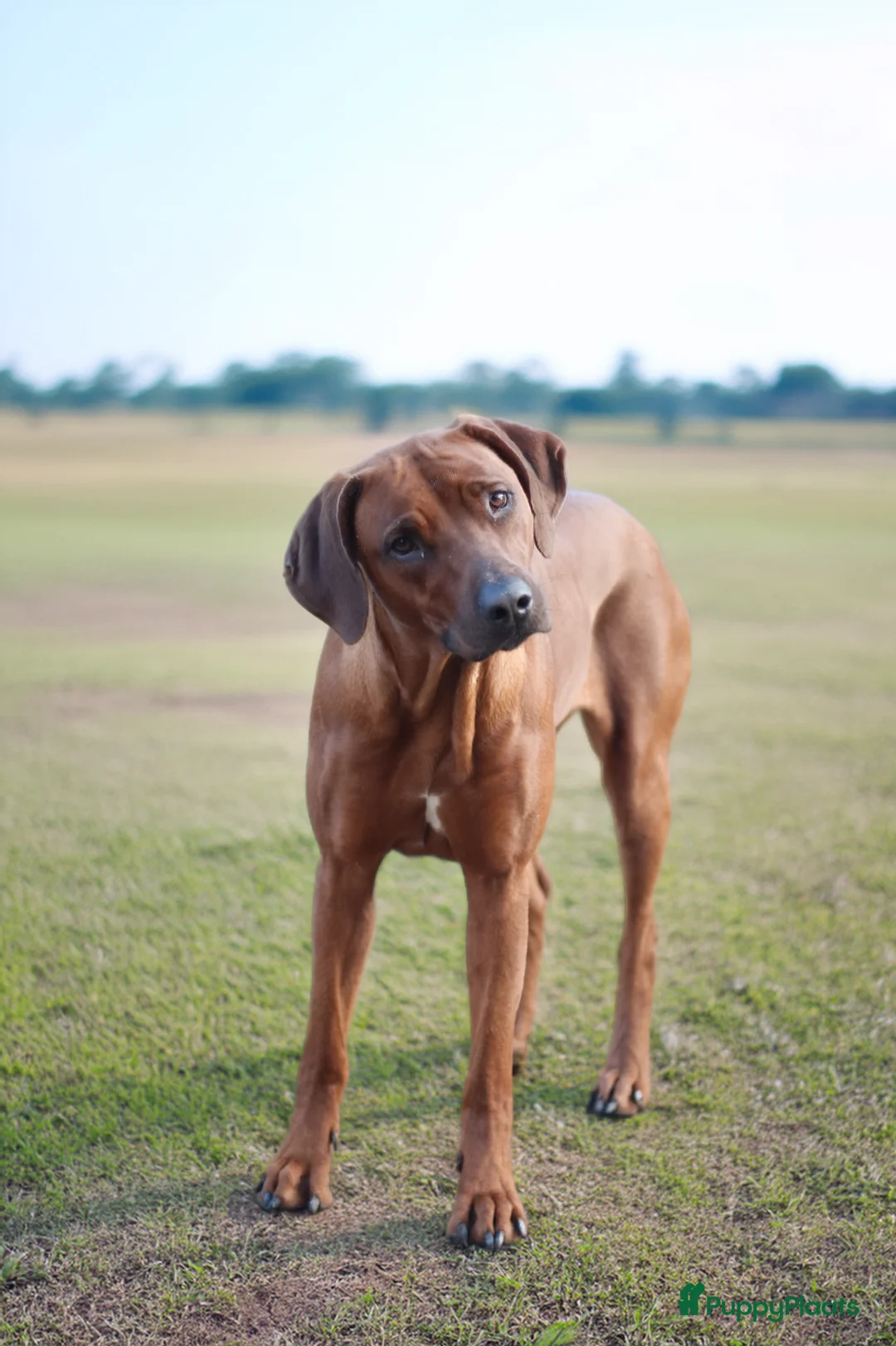 Rhodesian Ridgeback honden te koop: Rhodesian Ridgeback pups  in Abcoude - Advertentie 1
