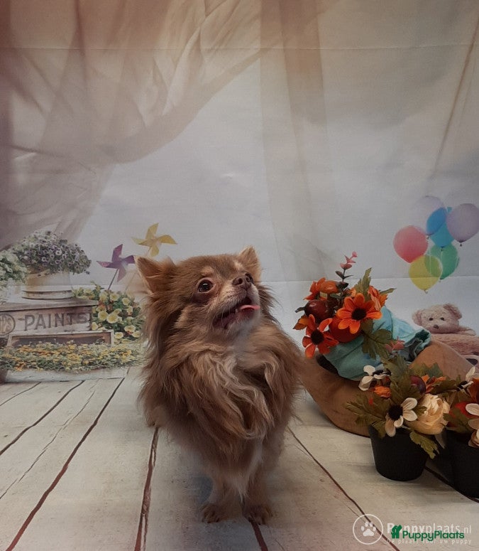 Chihuahua honden Ubby is mijn naam in Luyksgestel - Advertentie 2