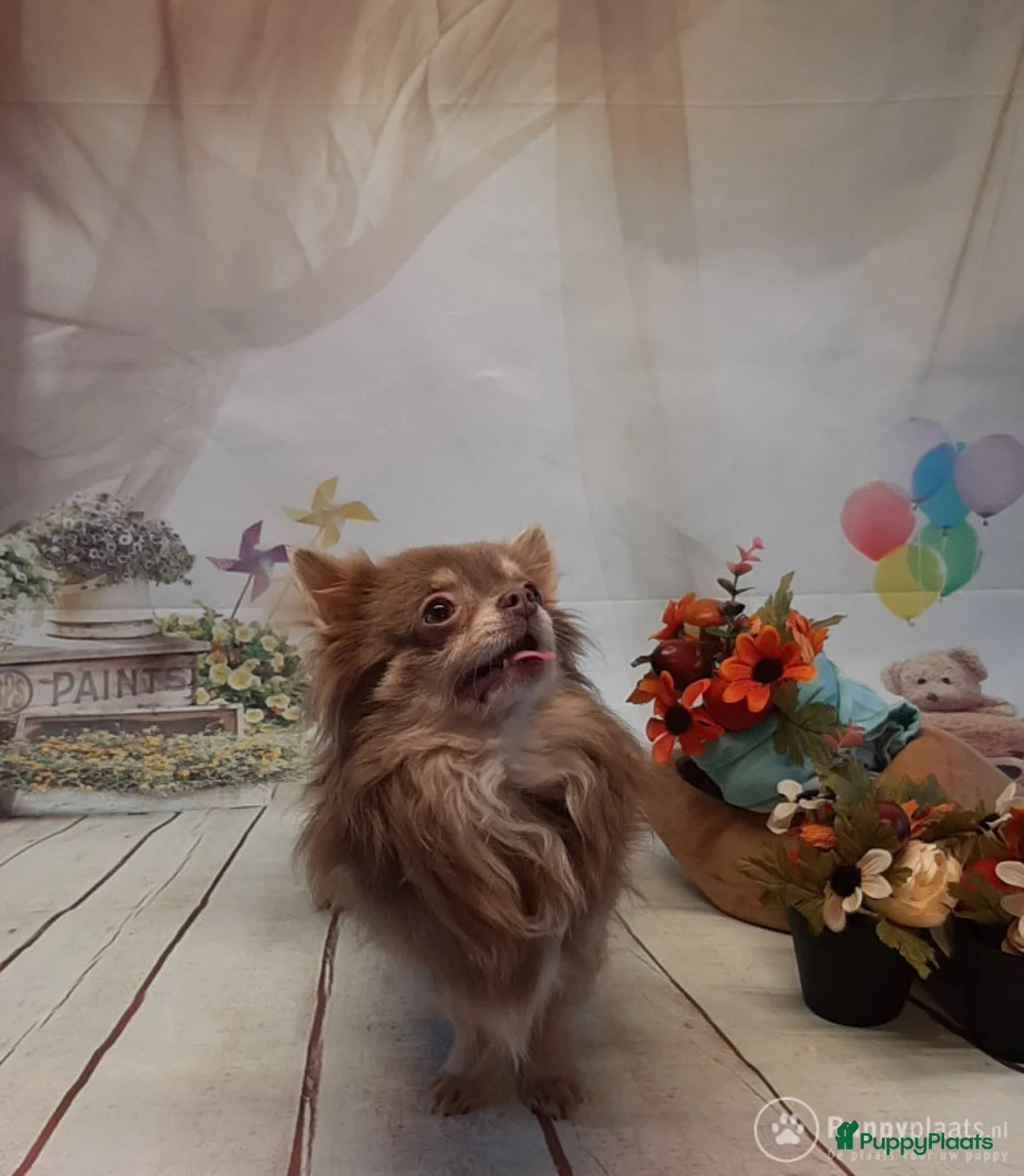 Chihuahua honden ter dekking: Ubby is mijn naam in Luyksgestel - Advertentie 2