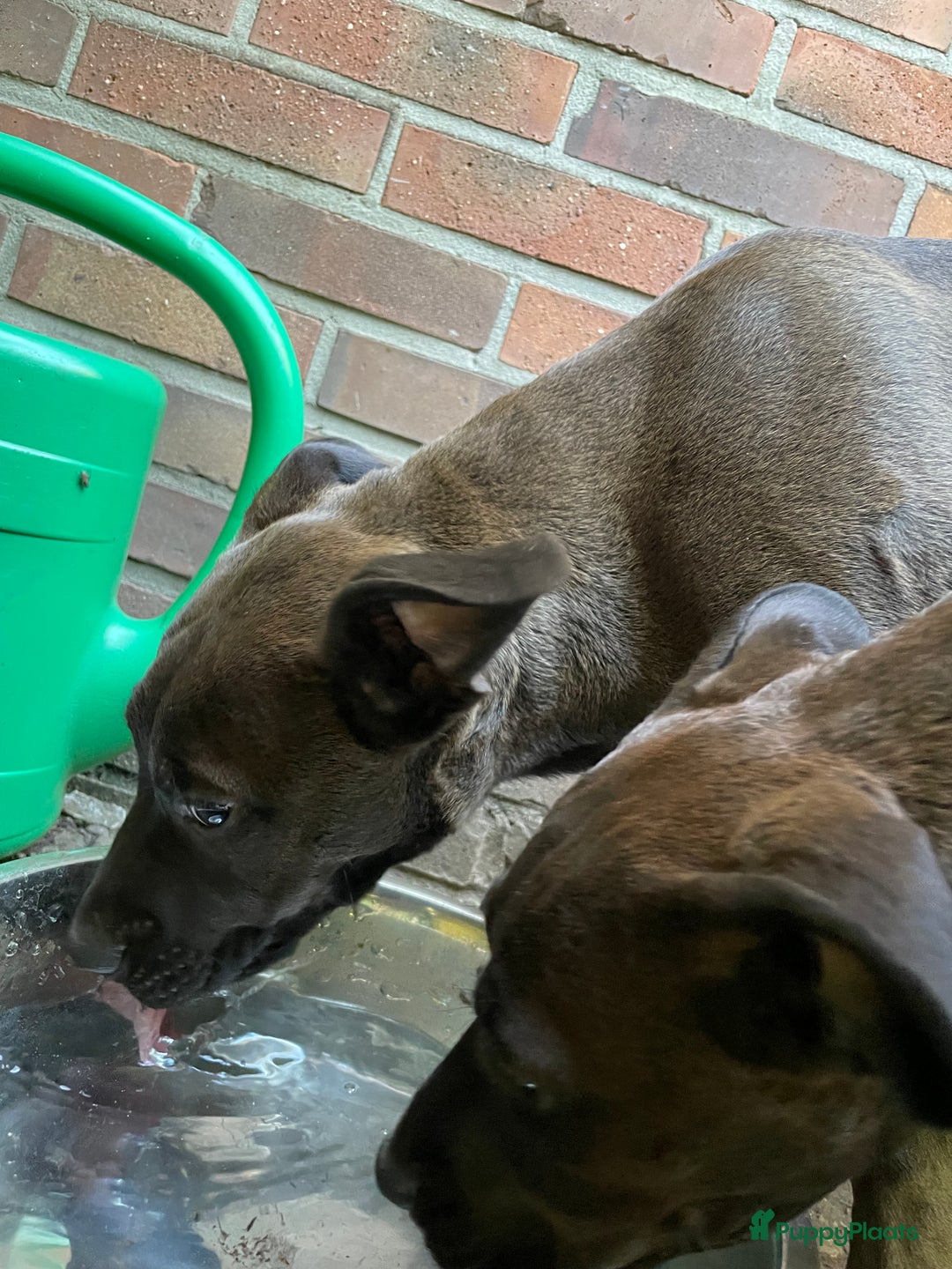 American Staffordshire Terriër honden te koop: Stafford mix cane corso  - Afbeelding 7