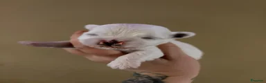 Kruising 3