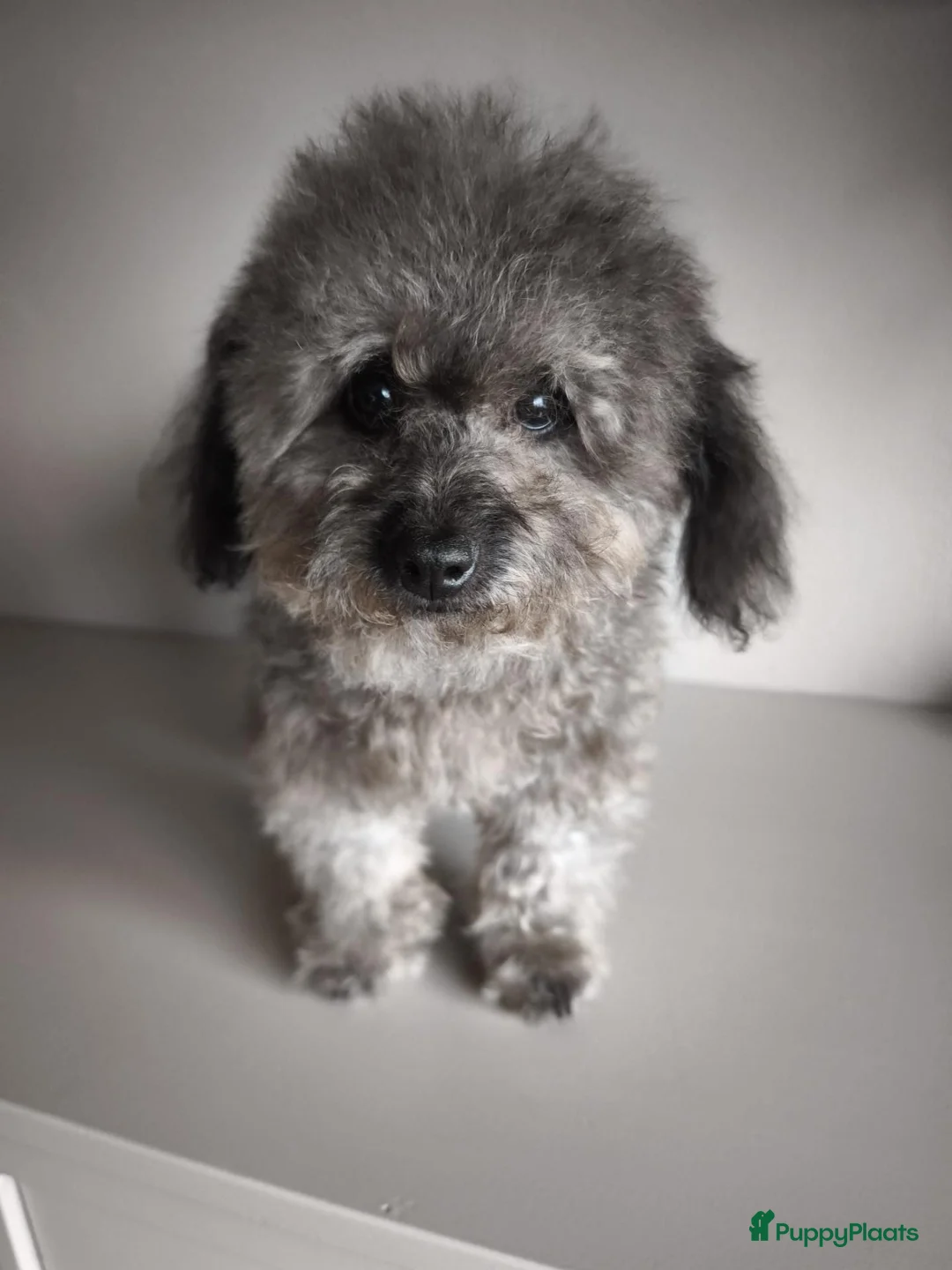 Poedel Toy honden te koop: kleine toypoedel (6mnd) - Advertentie 6