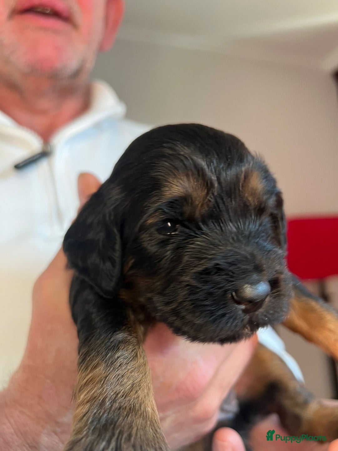 Kruising honden te koop: Labradoodle pups - Advertentie 9