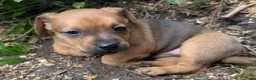 Jack Russel Terriër honden te koop: Prachtige Jack Russel Pup - Advertentie 5