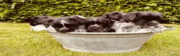 Nederlandse Schapendoes honden te koop: Lieve Schapendoes pups in Vinkel - Advertentie 1