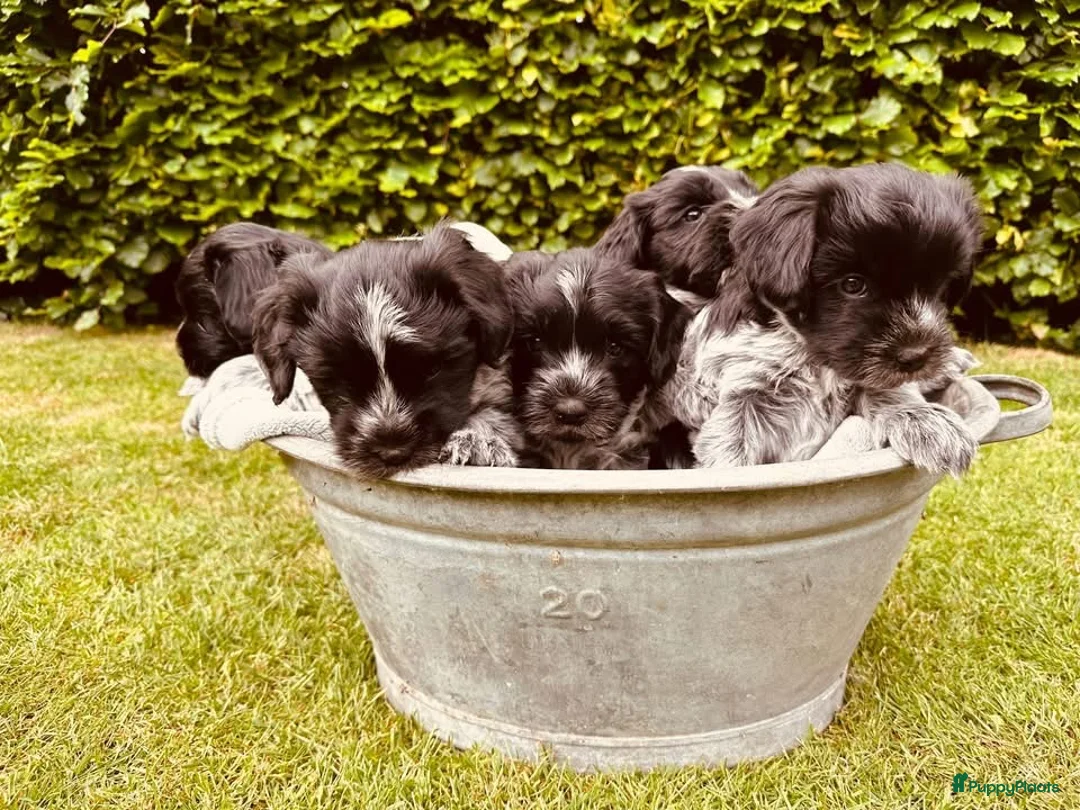 Nederlandse Schapendoes honden te koop: Lieve Schapendoes pups in Vinkel - Advertentie 1