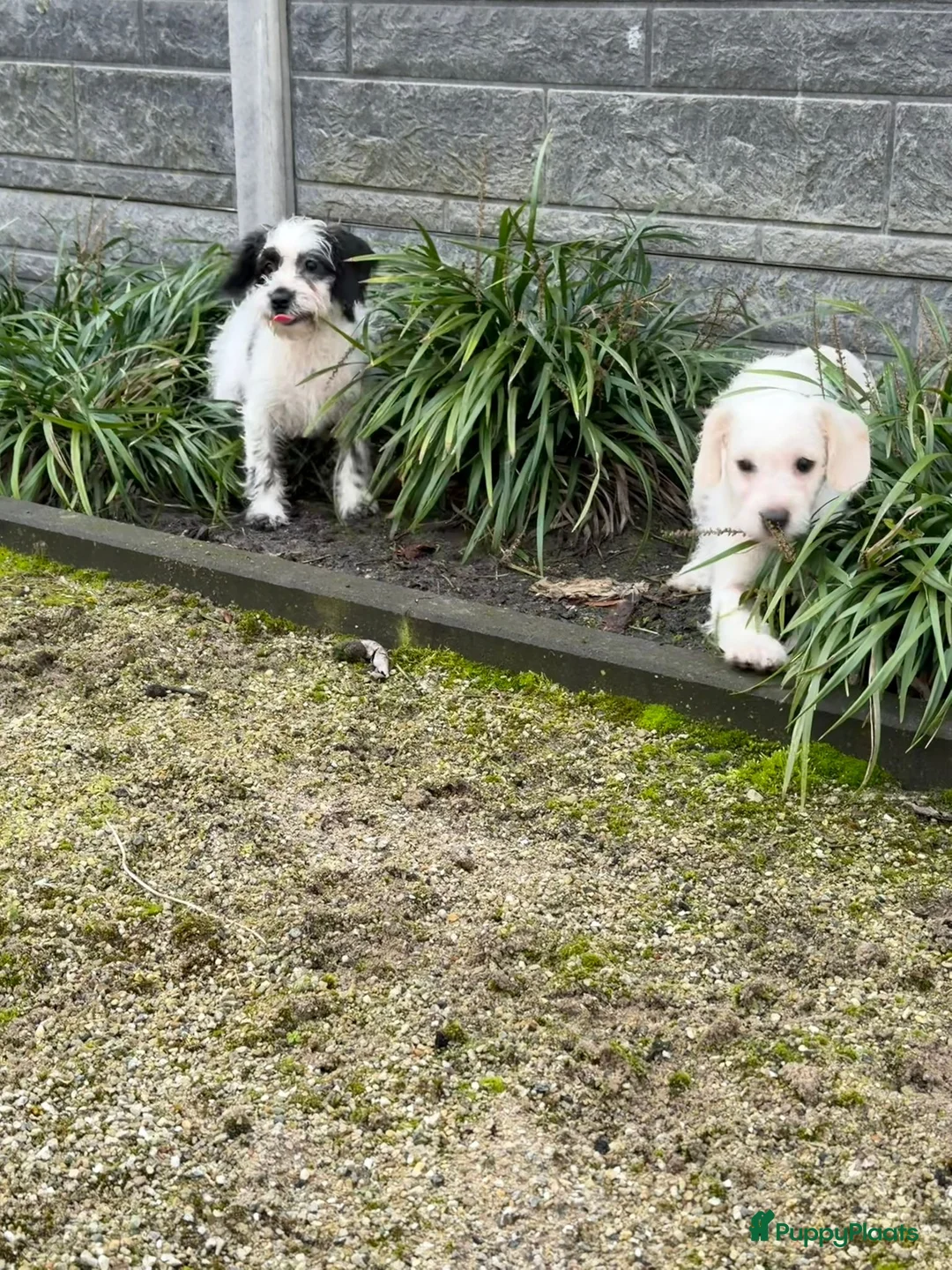 Maltipoo honden te koop: Nog 2 maltipoo reutjes beschikbaar  - Advertentie 6
