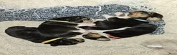 Beagle honden te koop: Prachtige raszuivere Beagle pups in Zandvoort - Advertentie 4