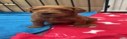 Australian Labradoodle honden te koop: Prachtig nest labradoodles (medium) - Advertentie 31