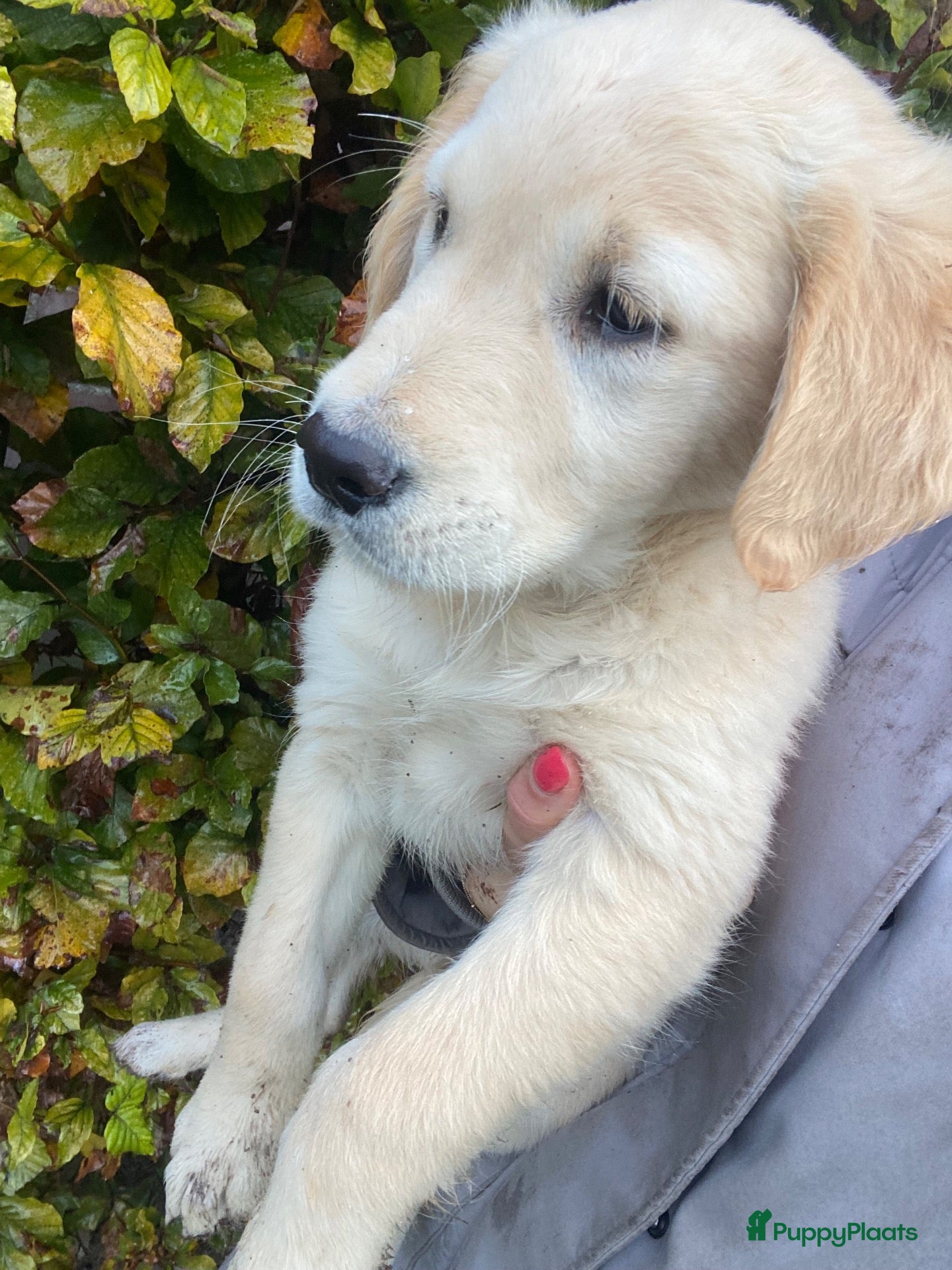 Golden Retriever honden te koop: Golden retriever teefje pup - Advertentie 1