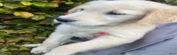 Golden Retriever honden te koop: Golden retriever teefje pup - Advertentie 1