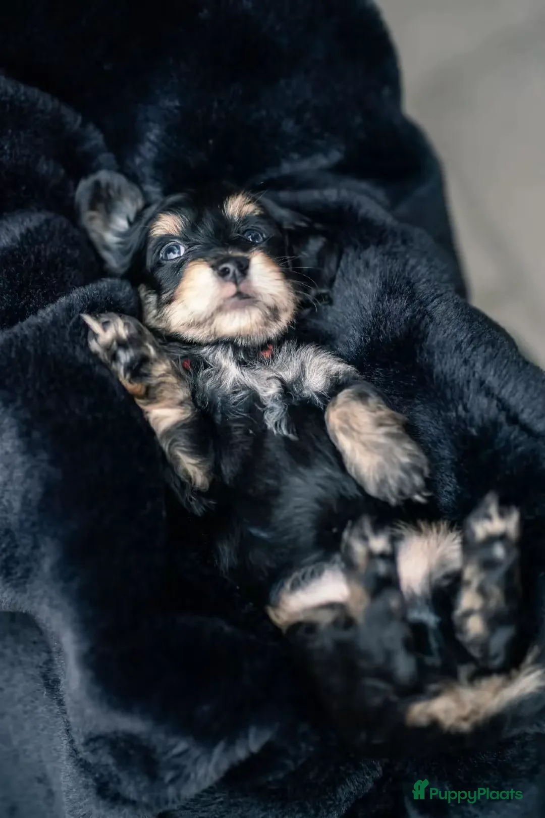 Kruising honden te koop: ✨🐾Teckel X maltezer🐾✨ - Advertentie 2