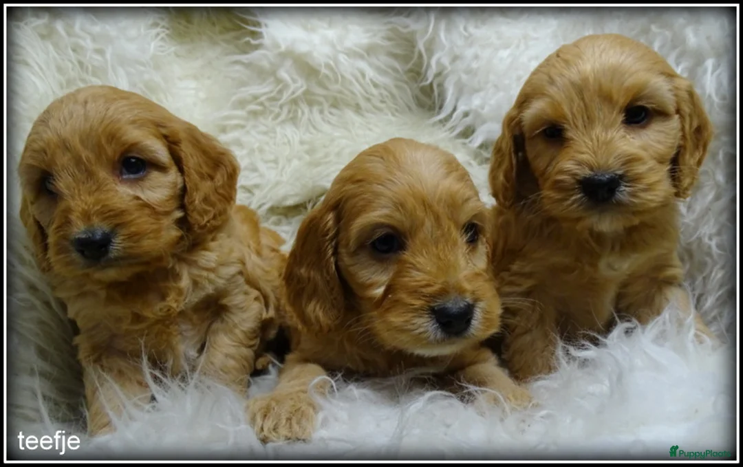 Cockapoo honden te koop: Cockapoo pups - Advertentie 15
