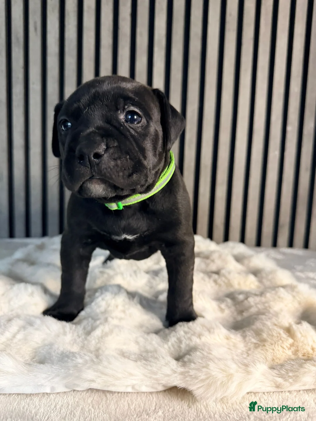 Amerikaanse Bully honden te koop: American bully xl pups  - Advertentie 12