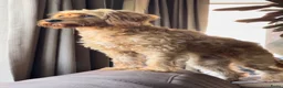 Cockapoo honden te koop: Cockapoo pups in Wanroij - Advertentie 16