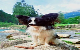 Kruising honden te koop: Orginele Amerikaanse Toy Papipoo  - Advertentie 12