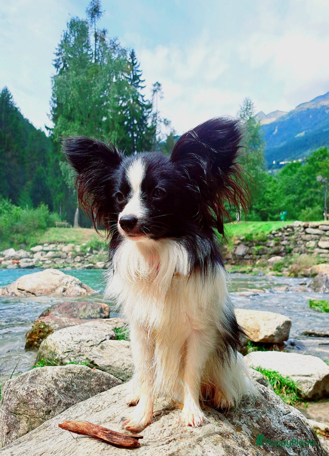 Kruising honden te koop: Laatste teefje: Orginele Amerikaanse Toy Papipoo  - Advertentie 12