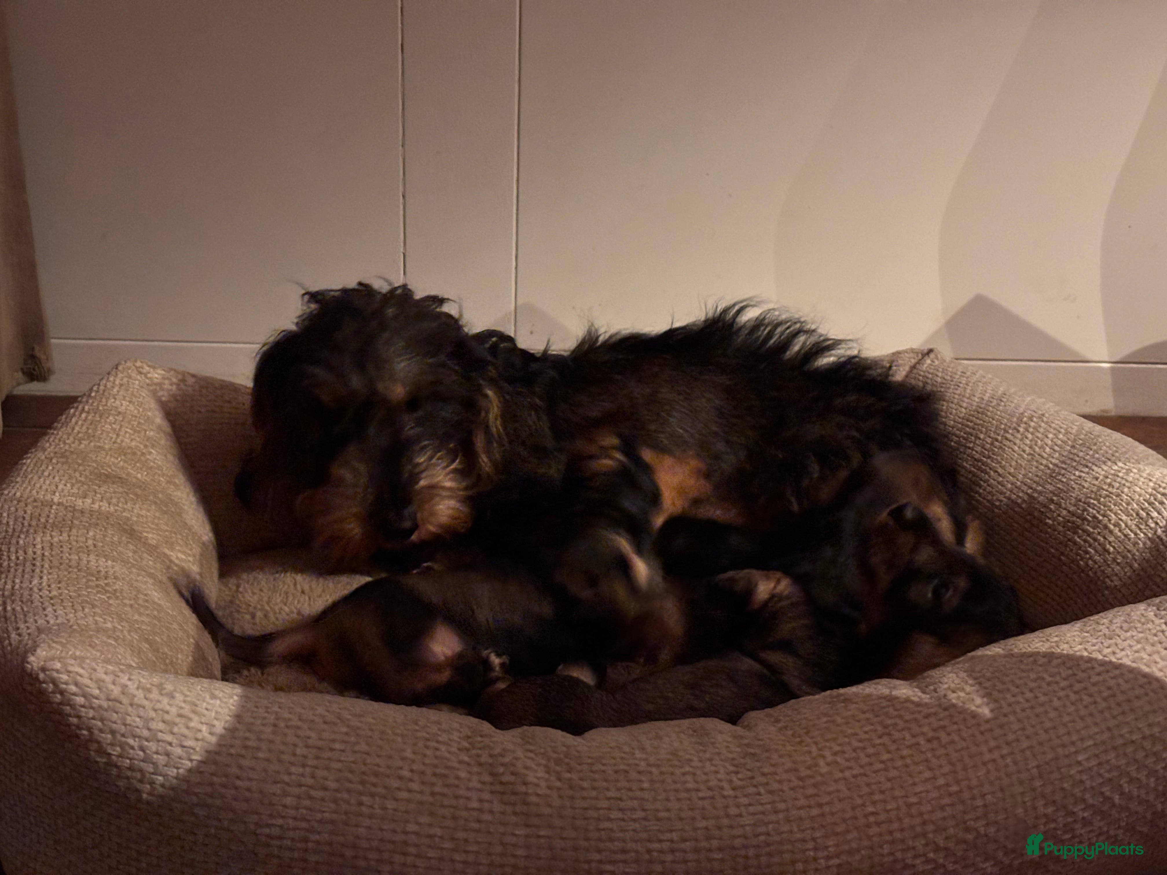 Ruwhaar Teckel honden  ruwhaar dwergteckel pups MET STAMBOOM  - Advertentie 2