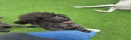 Kruising honden te koop: 2 Dwergpoedel teefjes - Advertentie 9