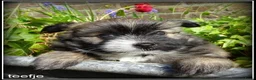 Kruising honden te koop: Pomeriaan x Boomer kruising pups - Advertentie 5