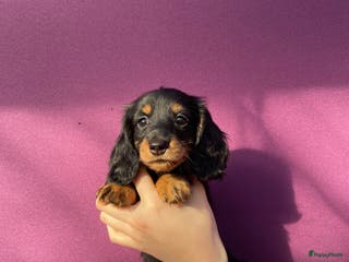 Teckel (langhaar) honden Leuke standaard langharige teckelpups - Advertentie 2