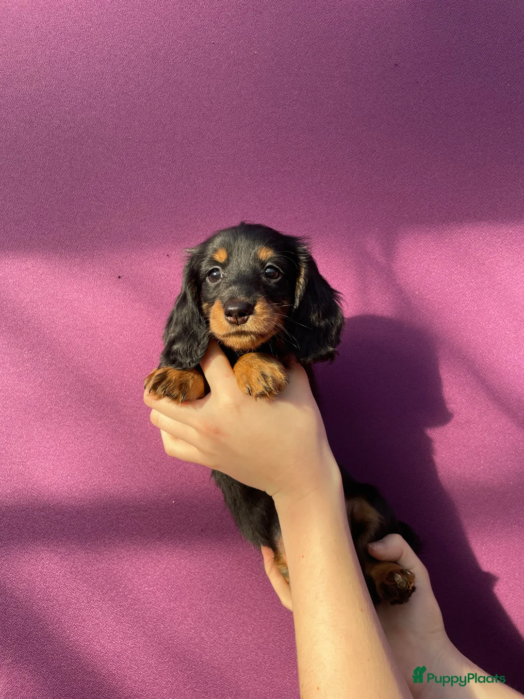 Teckel (langhaar) honden te koop: Leuke standaard langharige teckelpups - Advertentie 1