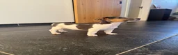 Jack Russel Terriër honden te koop: Jack Russel reutje te koop - Advertentie 2