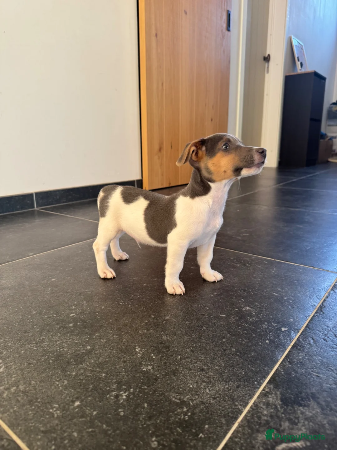 Jack Russel Terriër honden te koop: Jack Russel reutje te koop - Advertentie 2
