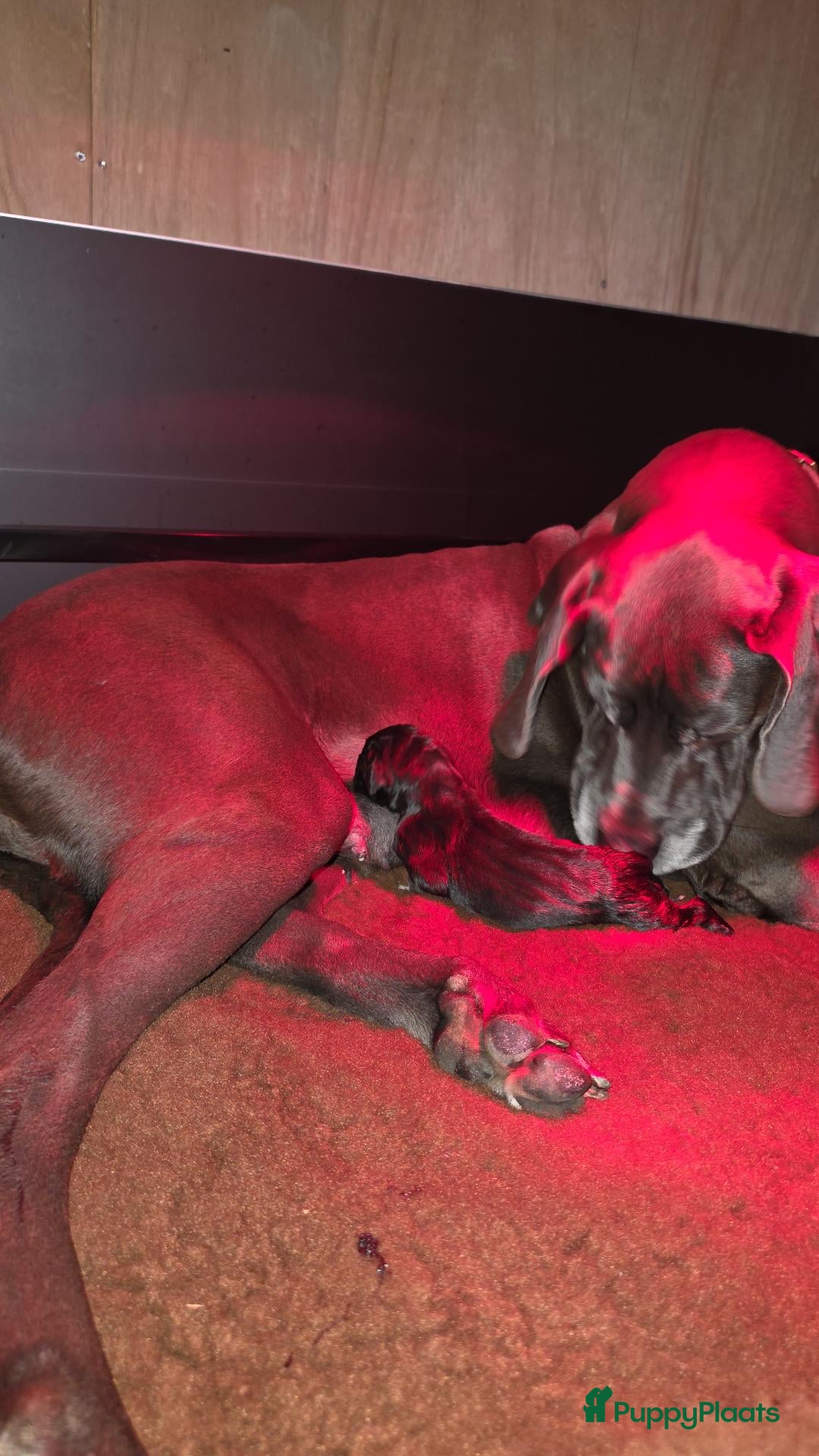 Duitse Dog honden Duitse dog teefje - Advertentie 1