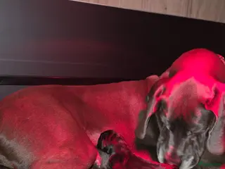 Duitse Dog honden Duitse dog teefje - Advertentie 1