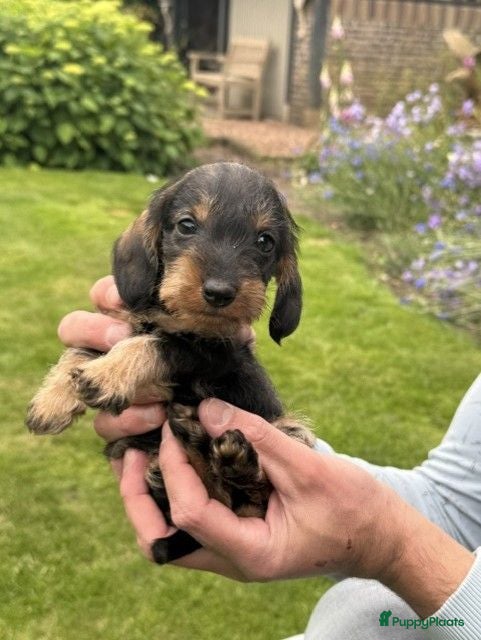 Ruwhaar Teckel honden zeer mooie pups beschikbaar voor goed huis. - Advertentie 2