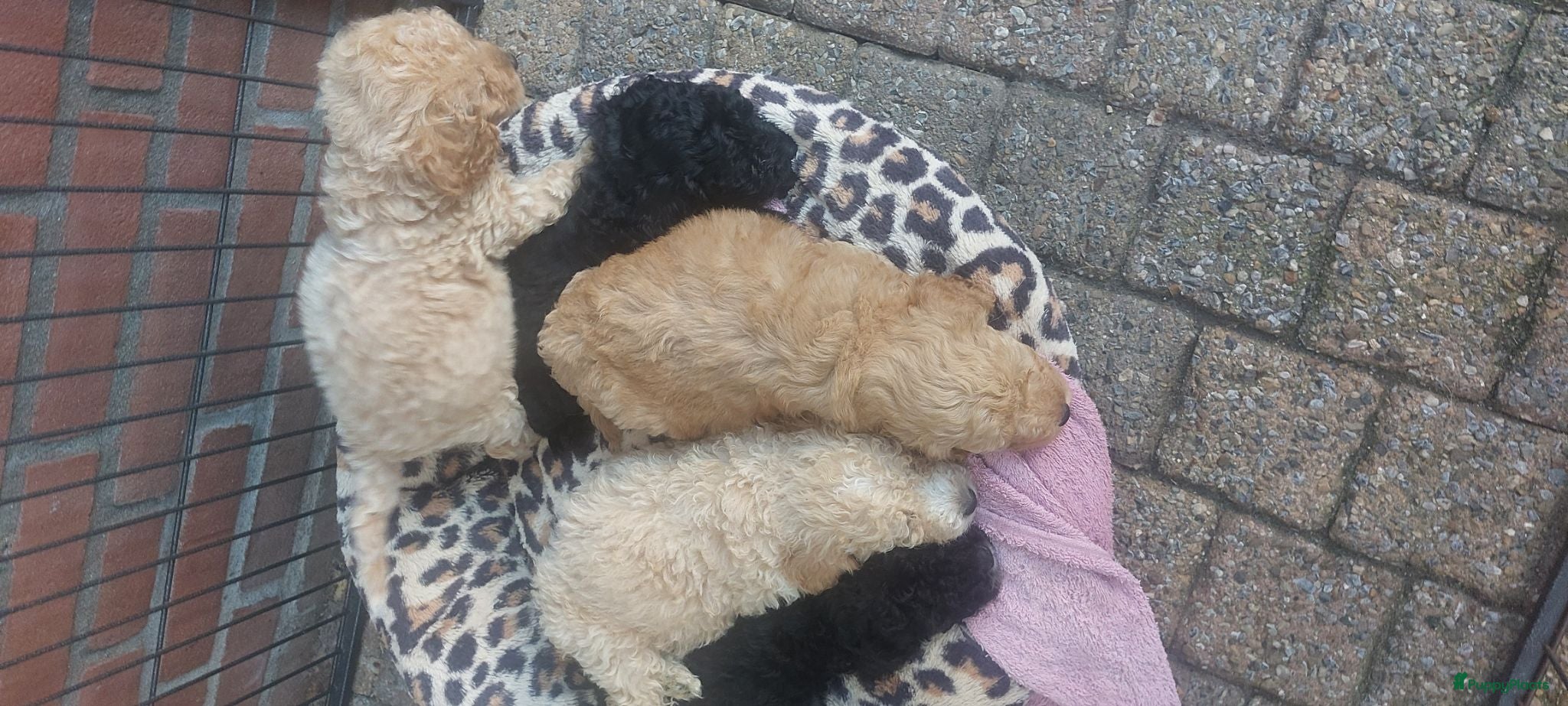 Labradoodle honden Mini doodle puppys - Advertentie 2
