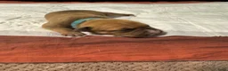 Kruising honden te koop: Kruising american bully/ american staffordshire t. - Advertentie 17