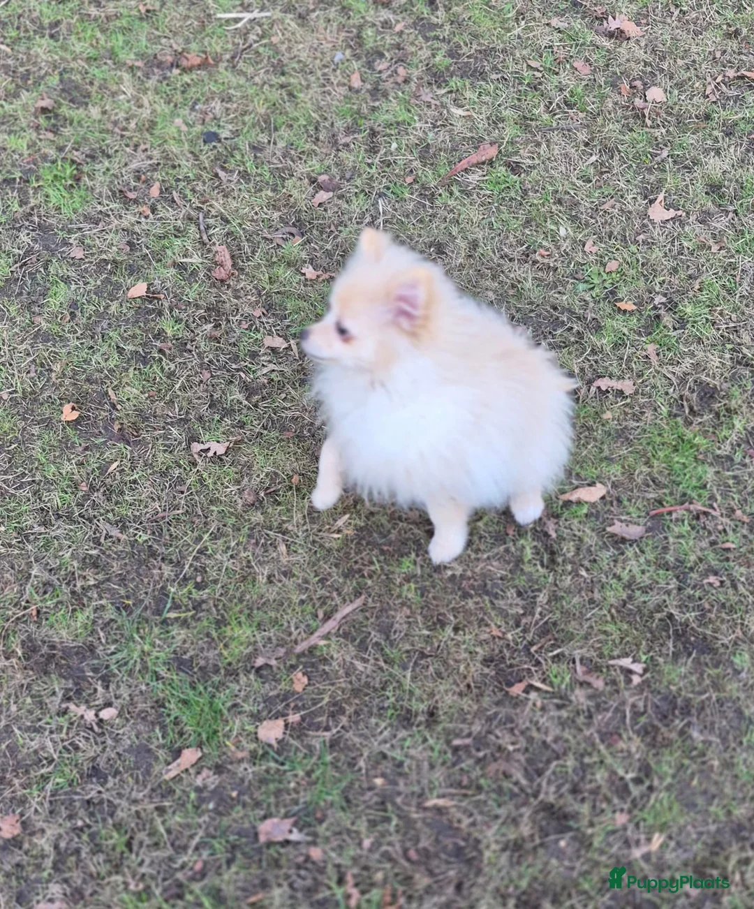 Pomeriaan honden te koop: VREUGDE VOOR ELKE ZORGZAME FAMILIE!!! - Advertentie 12