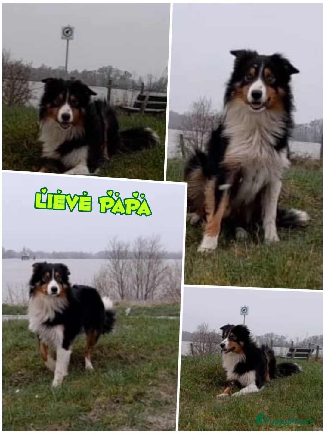 Kruising honden Prachtige F1 Borador pups van Stamboom ouders - Advertentie 2