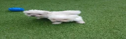 Boomer honden te koop: Laatste 2 prachtige boomer reutjesuit 1 malig nest - Advertentie 21