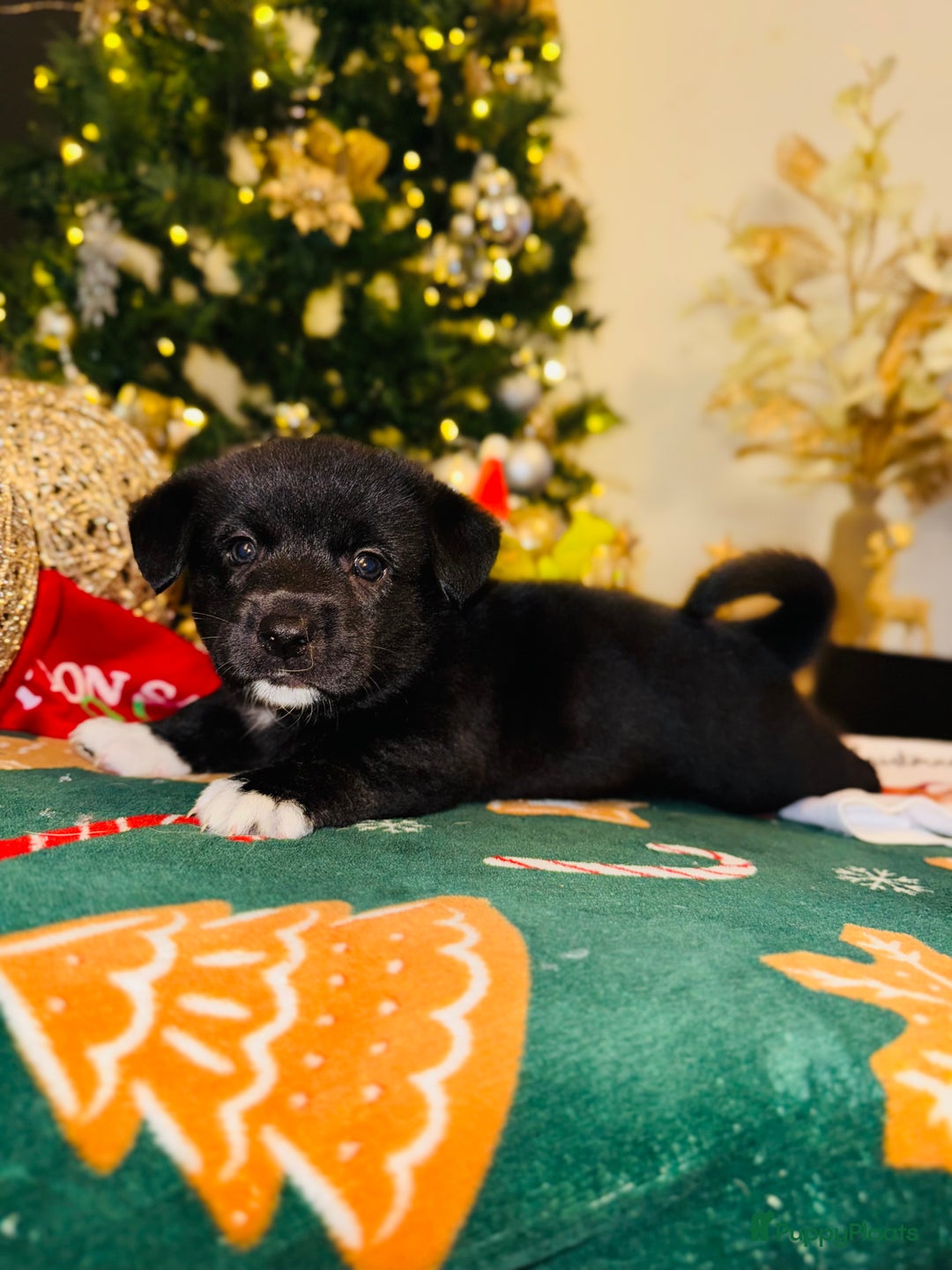 Welsh Corgi Cardigan honden te koop: Corgi looking for forever home - Advertentie 2