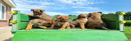 Kruising honden te koop: Uniek relaxed Border Collie x Mechelse Herder pups - Advertentie 5