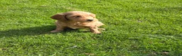Kruising honden te koop: Labradoodle pups kleine medium F3 abrikoos  - Advertentie 3