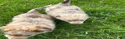 Kruising honden te koop: Aussiedoodle pupjes  - Advertentie 3