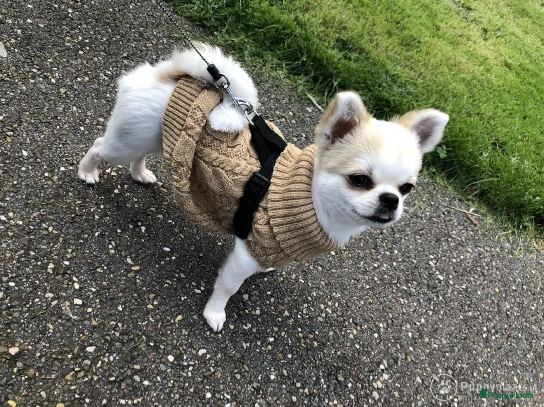 Kruising honden ter dekking: Dekreu chihuahua pomeriaan kruising Pomchi in Heemskerk - Advertentie 3