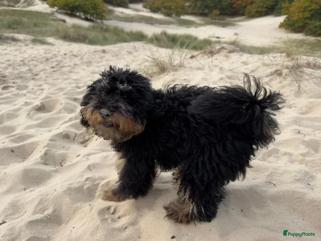 Poedel Toy honden ter dekking: Meerkleurige toypoodle dekreu in Heerhugowaard - Advertentie 5