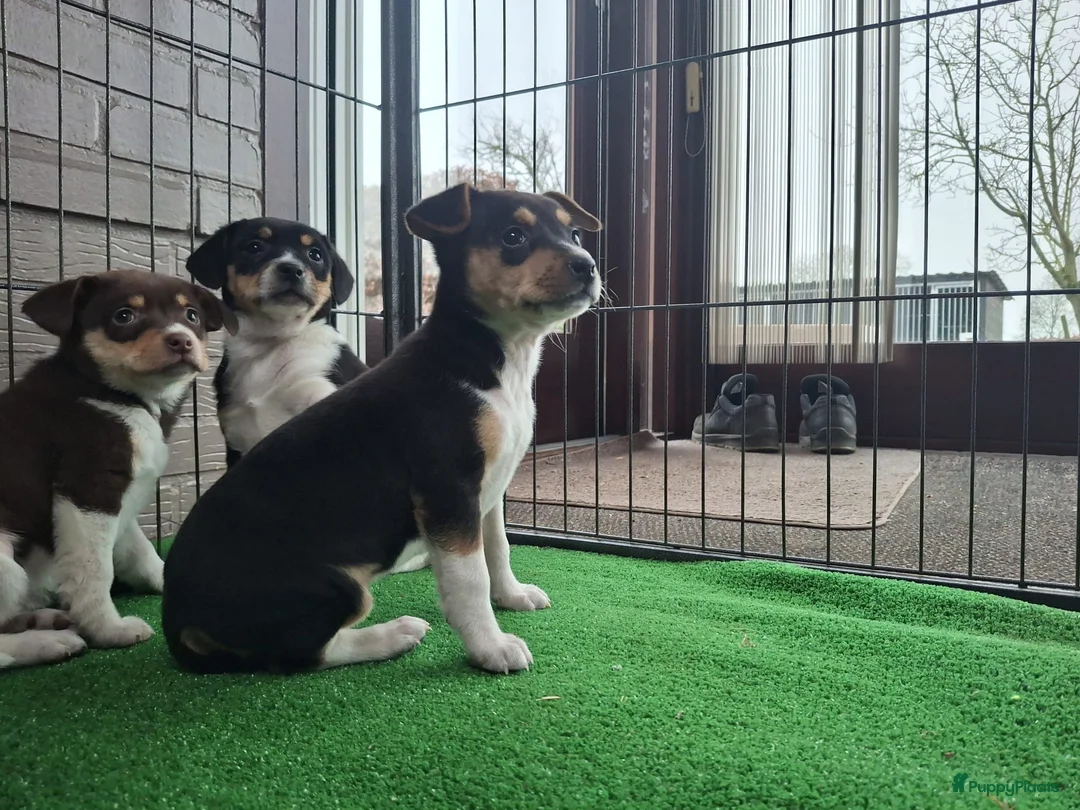 Fox Terriër Gladhaar honden te koop: boerenfox pups - Advertentie 5