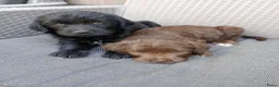 Labradoodle honden te koop: Labradoodle pups - Advertentie 2