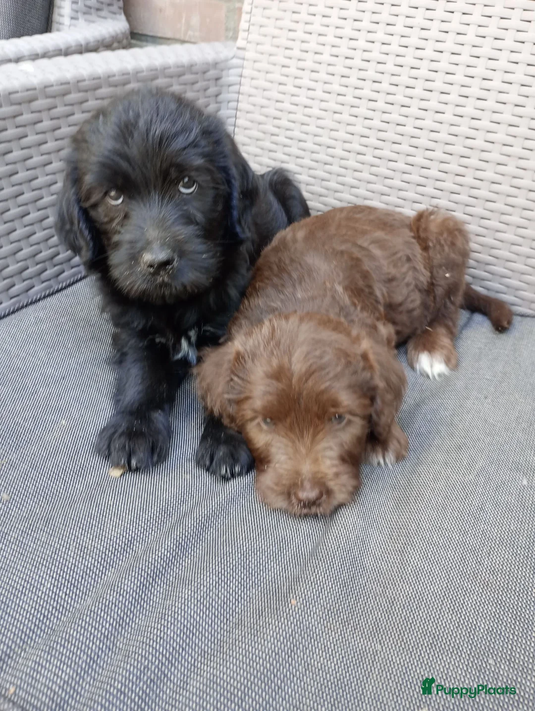 Labradoodle honden te koop: Labradoodle pups - Advertentie 2