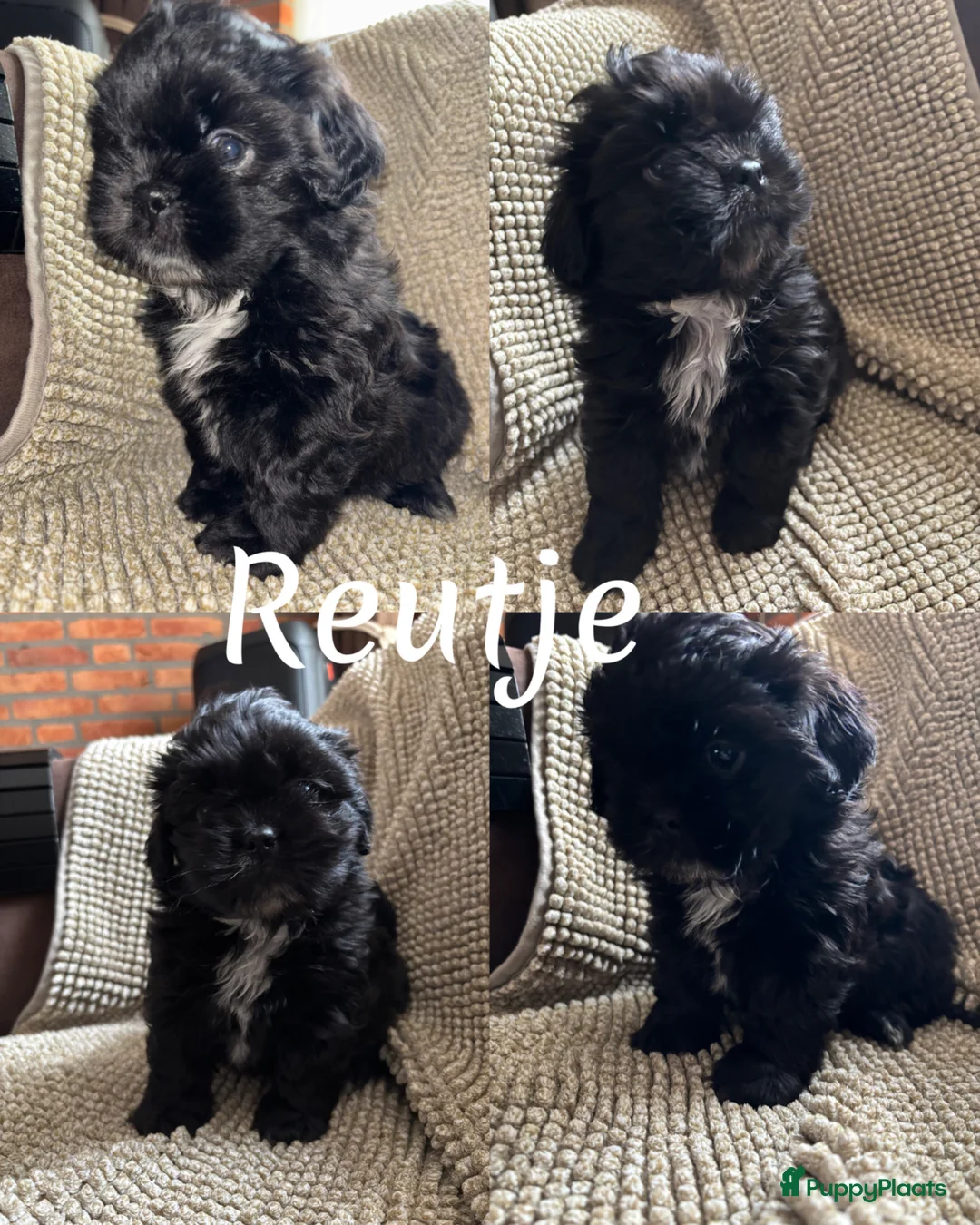 Shih Tzu honden te koop: Shih Tzu pup - Advertentie 2