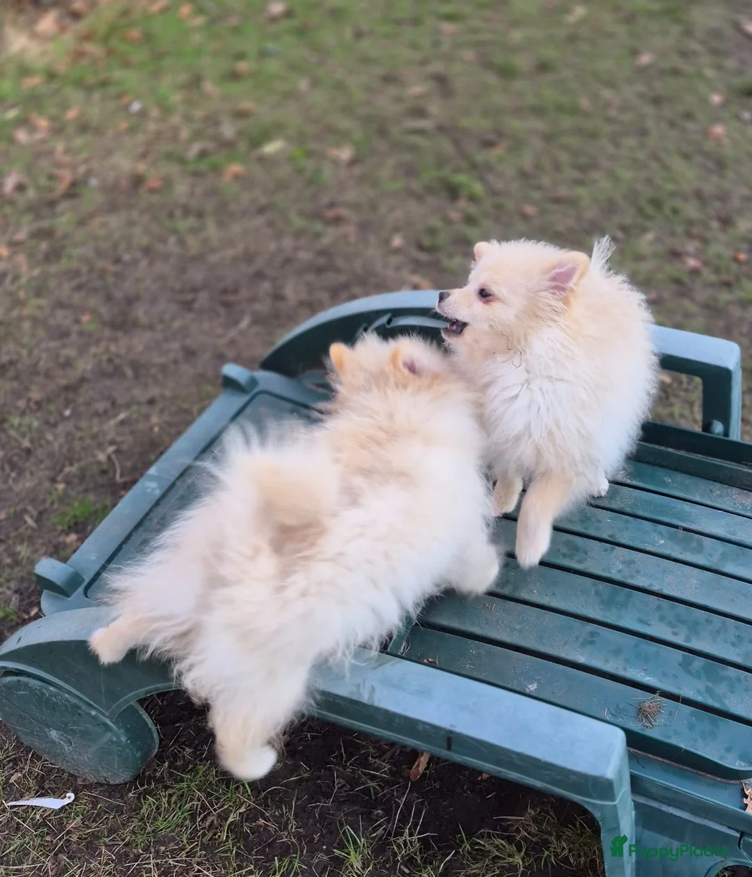 Pomeriaan honden te koop: VREUGDE VOOR ELKE ZORGZAME FAMILIE!!! - Advertentie 5